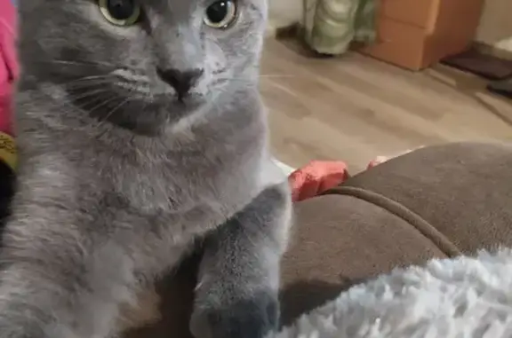 Кошки потеряшки, Ярославль, фото: Потеряшка кот в районе дома Ньютона 20, улица Кривова, 49, Ярославль