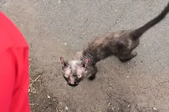 Найдена худая черепаховая кошка на ул. Щорса, 45