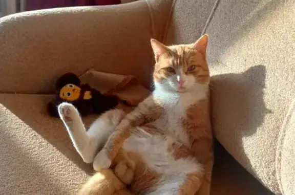 Объявления о пропавших и найденных животных, Курган, фото: Пропала кошка на ул. Максима Горького, 153, Курган