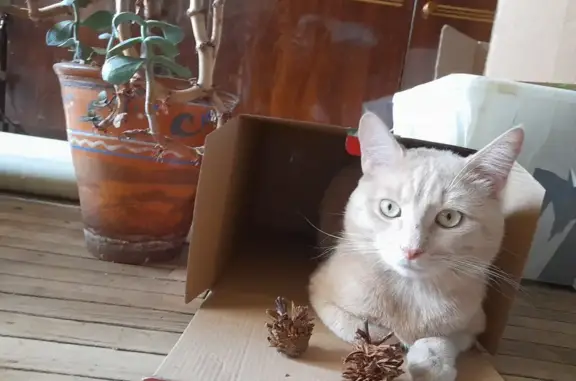 Кошки потеряшки, Санкт-Петербург, фото: Потеряшка кошка на Народной 73, песочный цвет с рыжими вкраплениями и желтыми глазами, 2 года.