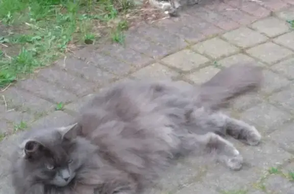 Пропала кошка на ул. Дружбы, 48 в Всеволожске