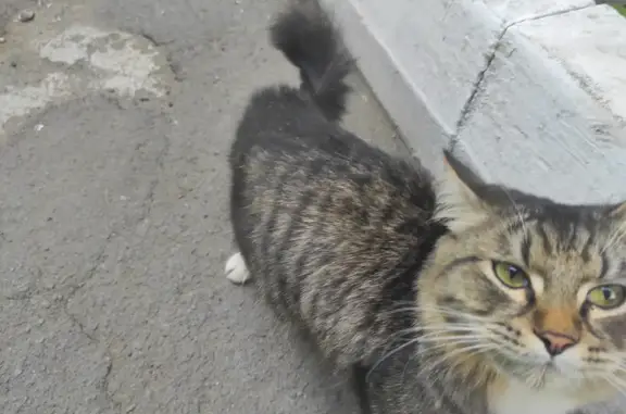 Найдена крупная кошка в районе ЧТЗ в Челябинске