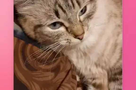 Пропала кошка на Ноградской, 18 в Таштаголе