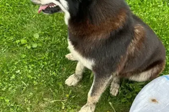 Найдена собака, Московская область, фото: Найдена ласковая собака в Московской области