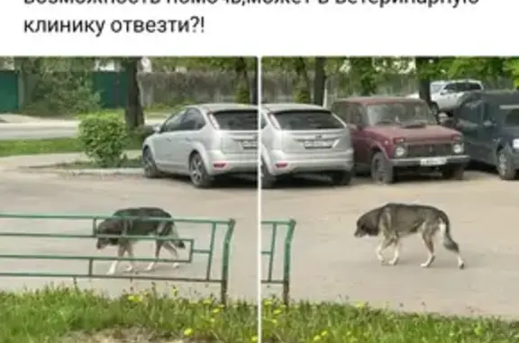 Пропала собака в Домодедово, метис маламут + зененхунд, площадь Ленина