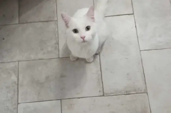 Найдена белая кошка на ул. Репина, 12 в Краснодаре