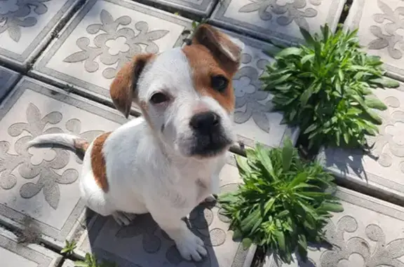Найдена бело-рыжая собака на Советской площади, 20