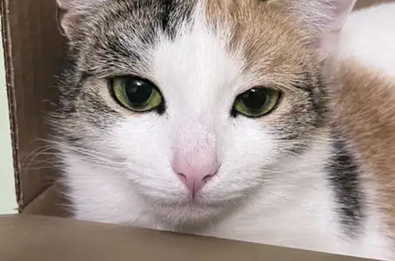 Кошки потеряшки, Киров, фото: Потеряшка трехшерстная кошка на ул. И. Попова, 60, Киров.