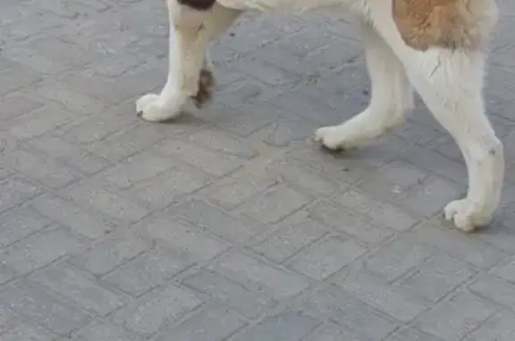 Найдена собака Американская акита на ул. Терешковой, 50 в Клине