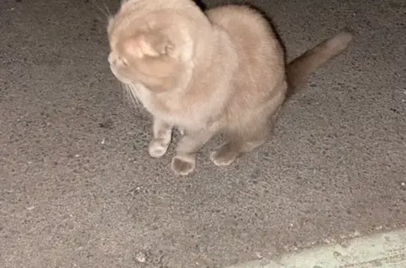 Найдена ласковая шотландская кошка на ул. Степана Кувыкина, 18, Уфа