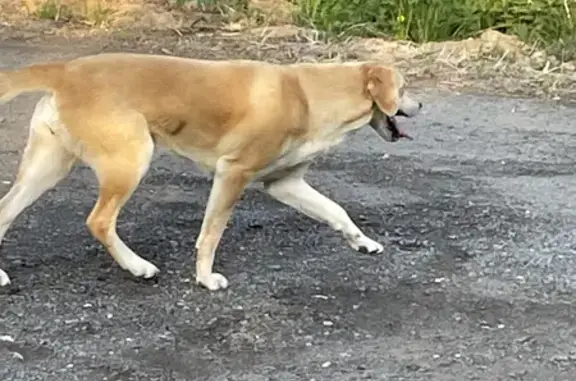 Найдена собака, Московская область, фото: Пропала собака на Новорижском шоссе, нужна помощь