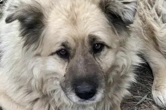 Найден бежевый пес на Разъездной 54А, Новосибирск