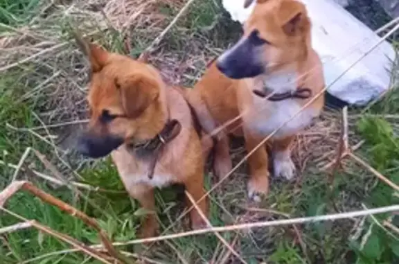 Найдена собака с ошейниками в Тюмени