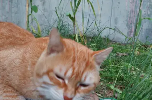 Найденные животные Ростов-на-Дону, фото: Найдена кошка на пр. 40-летия Победы, 65 к13