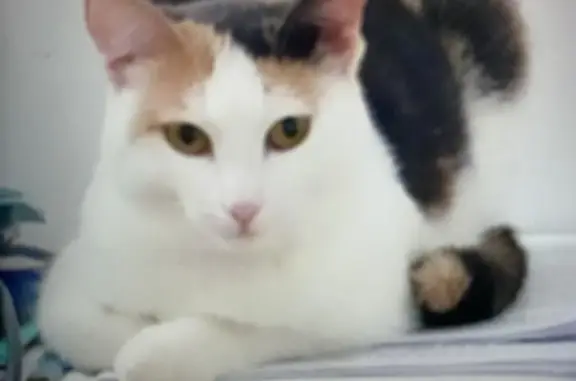 Пропала бело-рыжая кошка в Белоярском (Свердловская область)