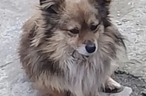 Пропала собака Лайки на ул. Вересковой