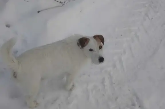 Пропала собака Кабель на Новосходненском шоссе, Химки