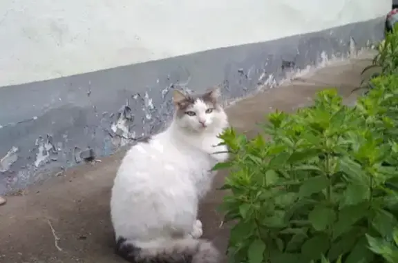 Найдена кошка на Ленинградском пр. в Москве