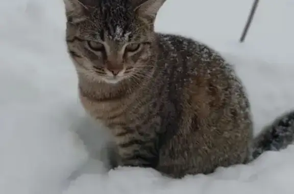 Пропала кошка Миша в деревне Чудиново, ул. Молодёжная, д.10