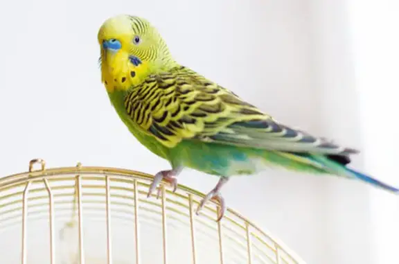 Потерянные животные Калининград, фото: Пропал попугай Кеша на Ялтинской, Калининград