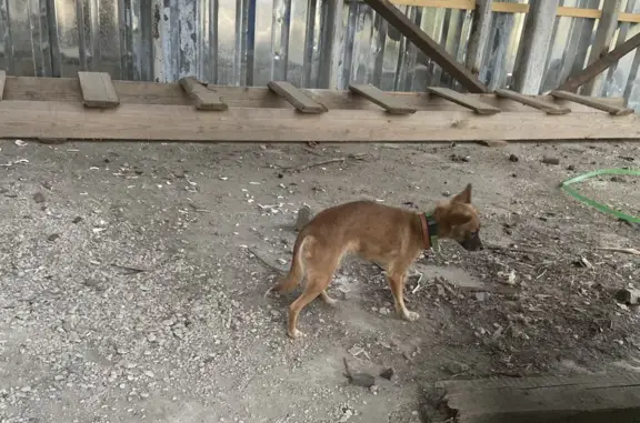 Найдена рыжая собачка на Лесной улице (Комсомольск-на-Амуре)