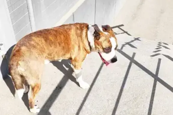 Найдена собака стаф возле мпц и магазина, Свердловская улица 69