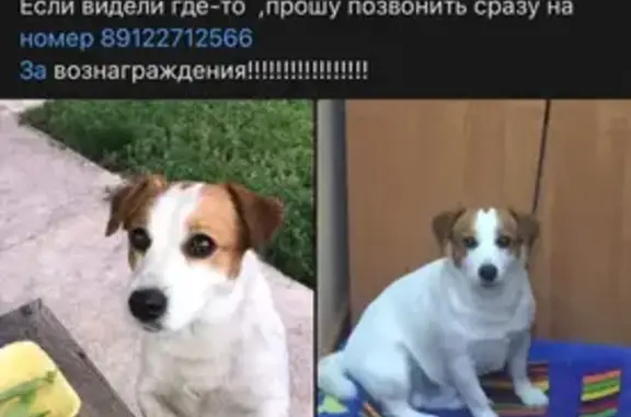 Пропала собака на 4-й Пятилетке, Каменск-Уральский