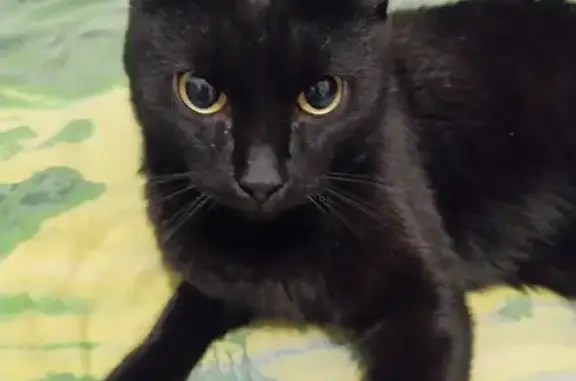 Умный черный кот найден во дворце спорта, Красноярский край