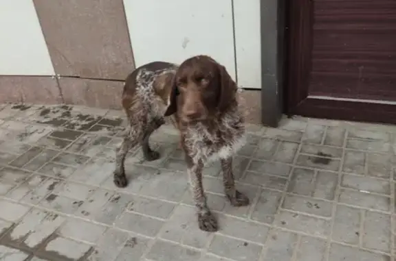 Собака найдена возле ТЦ Кубанский на Челябинской, Астрахань