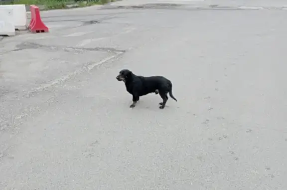 Собака-такса найдена в Ховрино, Москва