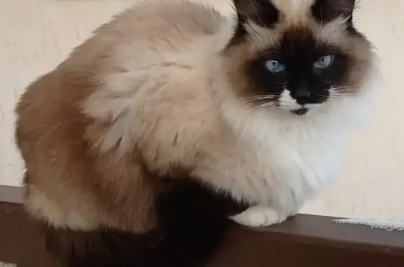 Пропала кошка Кокс в Московской области, вознаграждение гарантировано