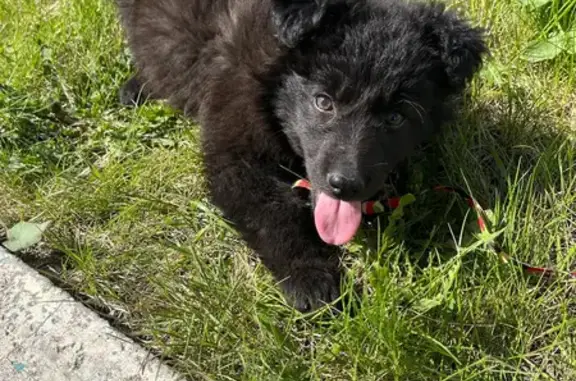 Найдена собака на улице Воровского, Челябинск