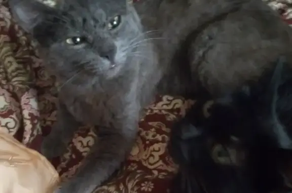 Пропал котик с травмированной лапкой на улице Ленина, 16, Белорецк