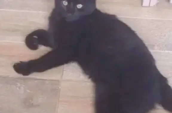 Кошки потеряшки, Санкт-Петербург, фото: Потеряшка кошка Азраил на Колхозной ул. 9, СПб