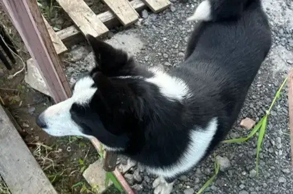 Собака с ошейником найдена в Московской области