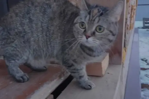 Пропала кошка на ул. Добролюбова, 61 в Юрге
