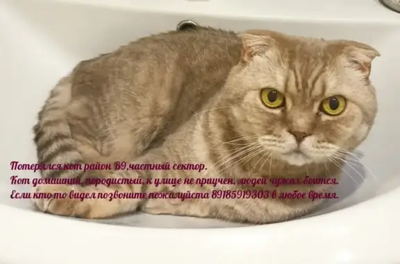 Пропала кошка в Волгодонске, Кубанский переулок, 6