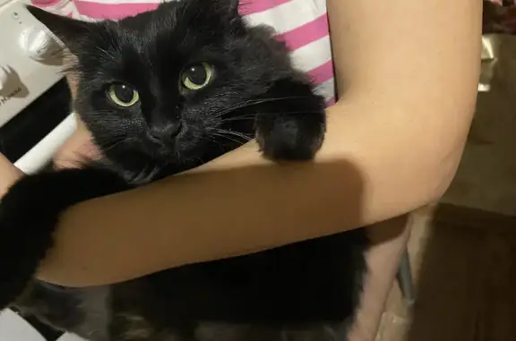Пропала чёрная кошка с белым пятном в Магнитогорске