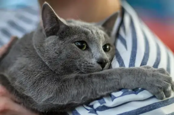 Найдена больная кошка на улице Праволинейная, 10 в Быково