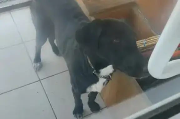 Найдена черная собачка на Восточном шоссе, Нижний Тагил