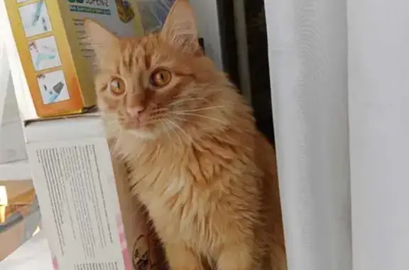 Кошки потеряшки, Ульяновск, фото: Потеряшка кот Финик на Октябрьской 59