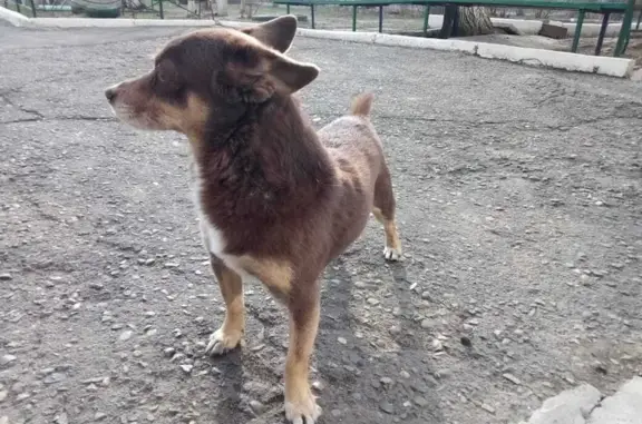 Пропала собака на Абаканской улице, Минусинск.