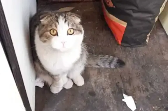 Пропал кот на Дмитровском шоссе
