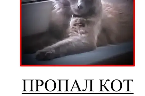 Пропала пушистая кошка на Молодёжной, 38, Ижевск