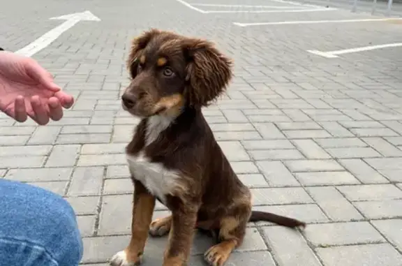 Найдена собака на базе «Волна», ул. Отдыха, г. Волгодонск