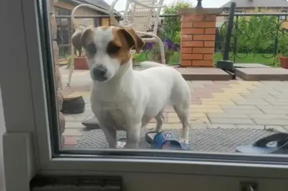 Найдена бело-рыжая собака в Белгородской области