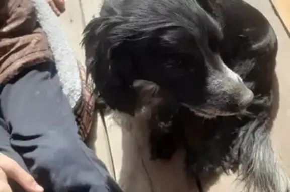 Собачка найдена на улице Мира, Кемерово