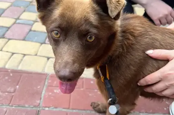 Найдена собака на Берёзовой улице в Липецке
