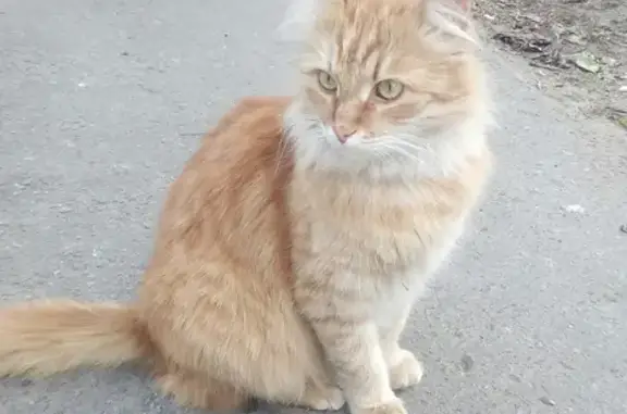 Найдена кошка на Октябрьской улице, Великий Новгород
