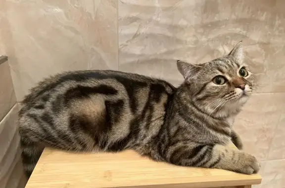 Кошки потеряшки, Набережные Челны, фото: Потеряшка кошка на Западной улице в Набережных Челнах